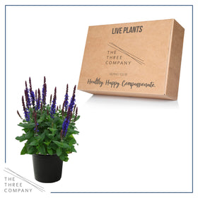 The Three Company Live Salvia Blue container display for easy home gardening