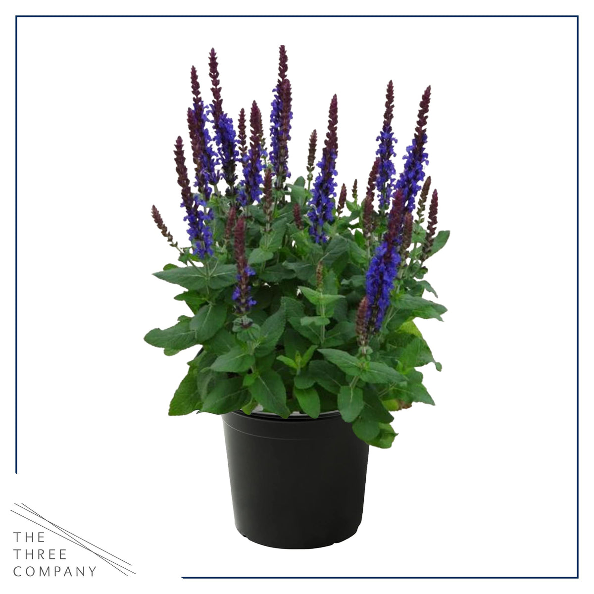 The Three Company Live Salvia Blue leaves texture seen in sunlit detail