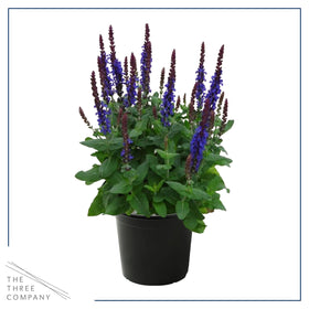 The Three Company Live Salvia Blue leaves texture seen in sunlit detail