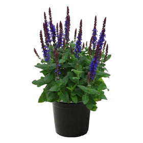The Three Company Live Salvia Blue plant top view in 2.5 qt pot for easy planting