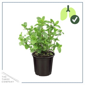 The Three Company mint 8-inch tall plant from a four-pack for easy care