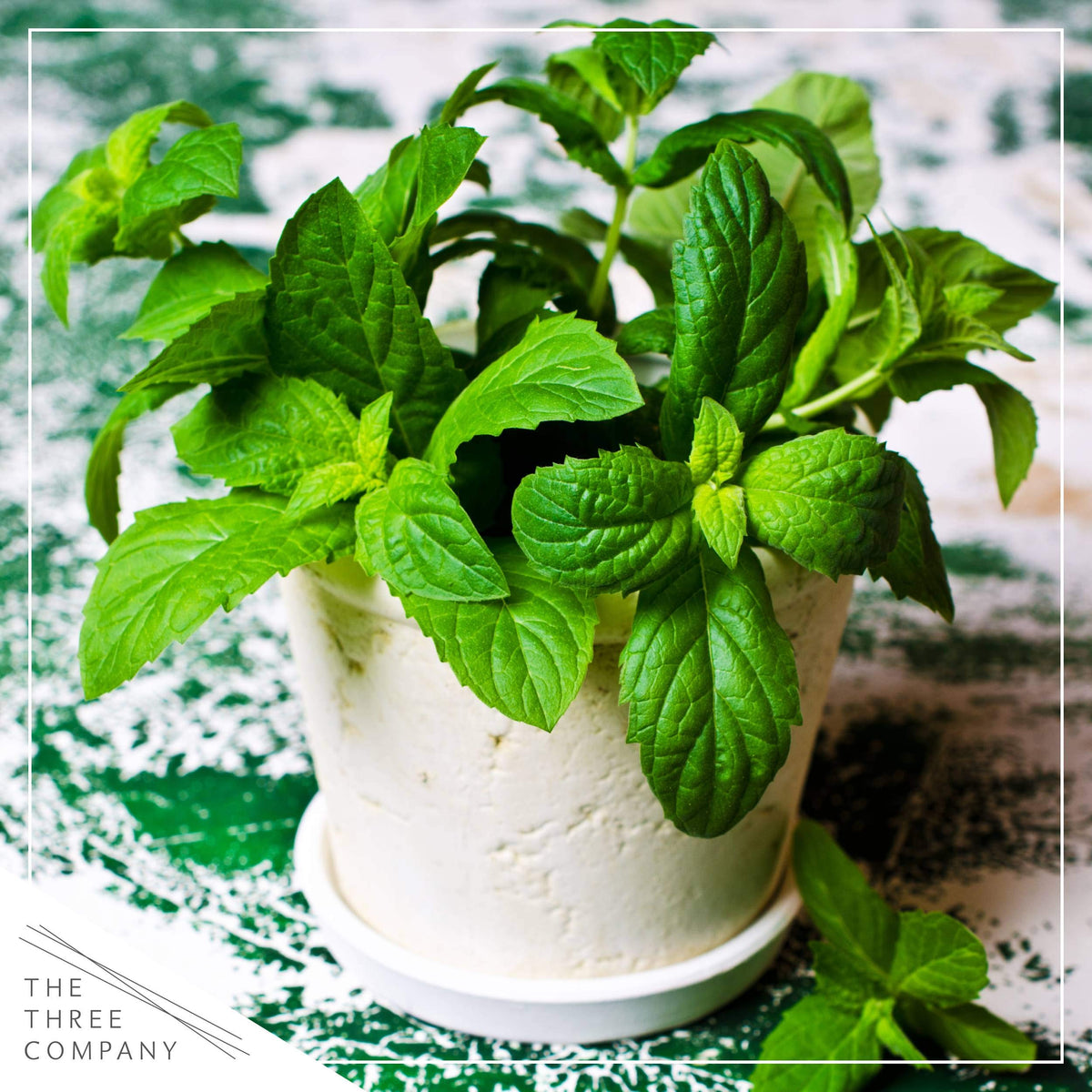 The Three Company mint container garden idea for a compact green space