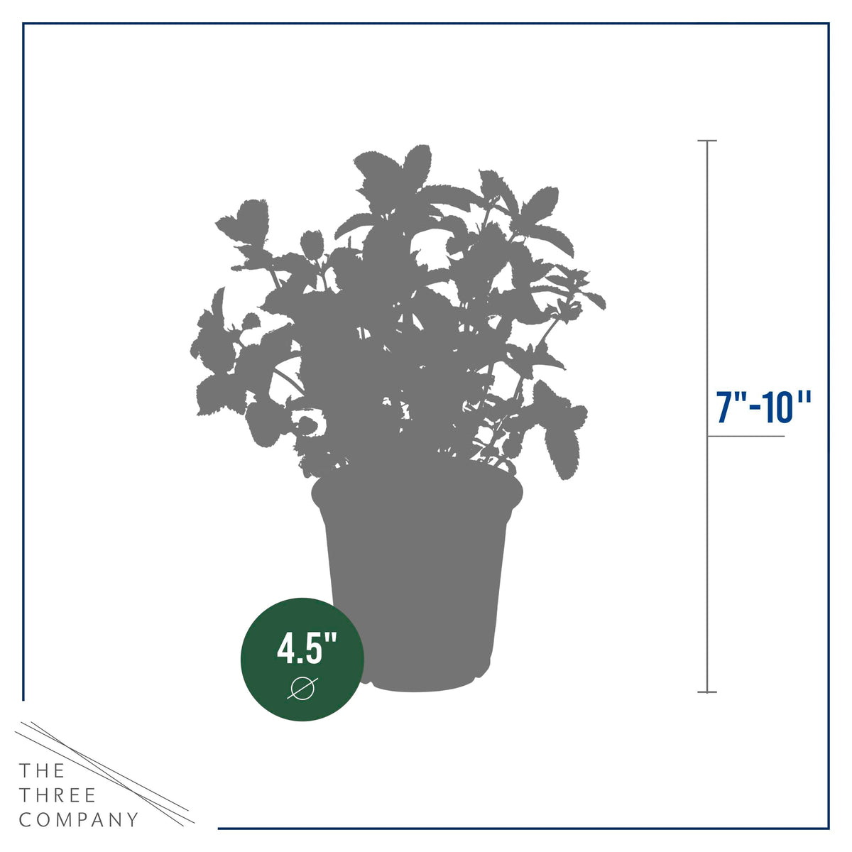 The Three Company mint in a pot on a sunny windowsill, compact and contained