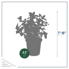 The Three Company mint in a pot on a sunny windowsill, compact and contained