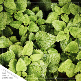 The Three Company mint leaf close-up showing fresh aroma and texture
