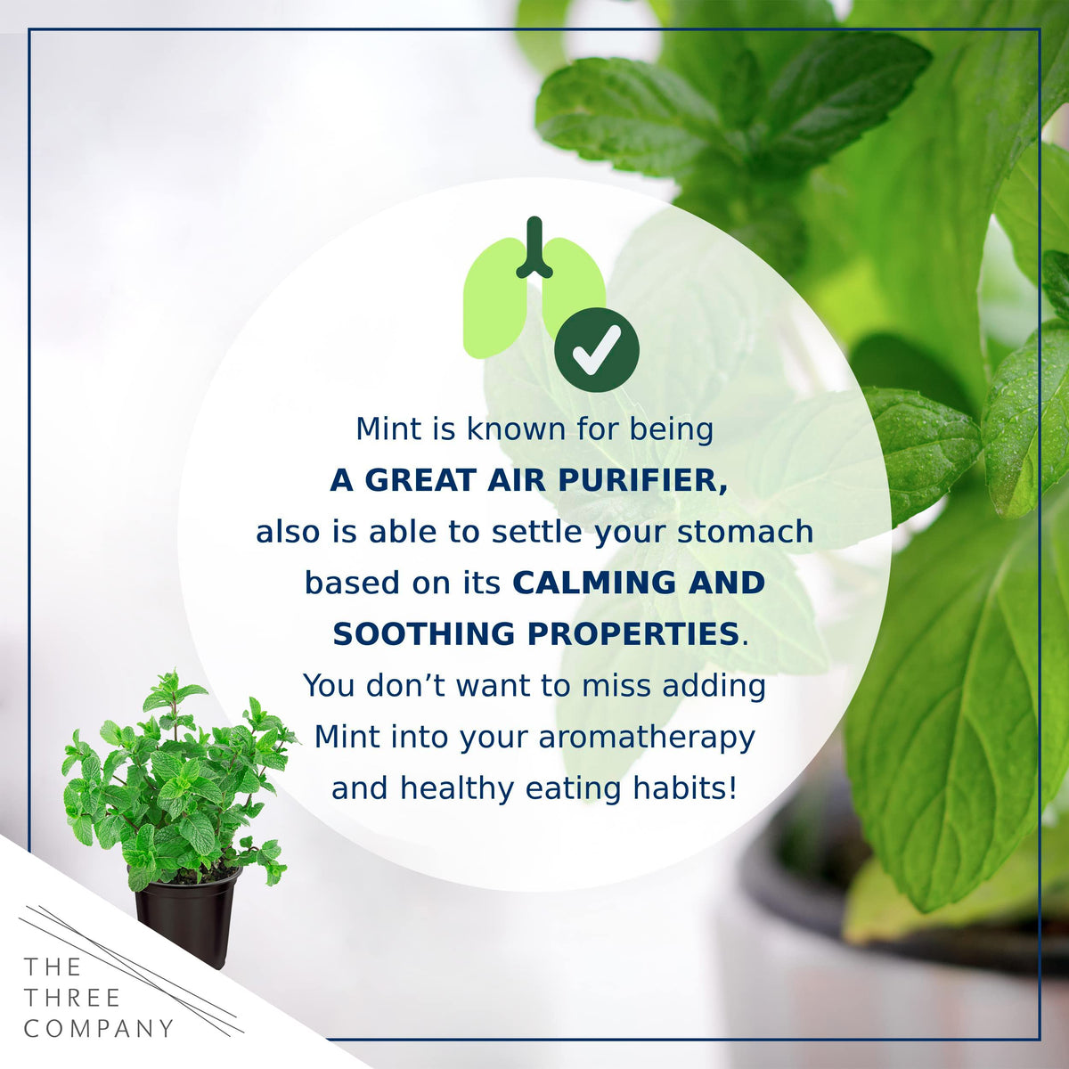 The Three Company mint leaves ready for tea and cooking with aromatic notes