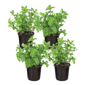 The Three Company mint plant in container on windowsill, ready for use and air freshness