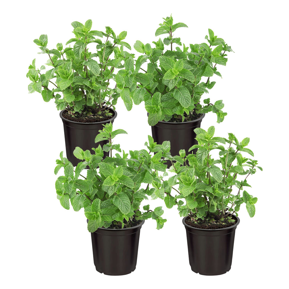 The Three Company mint plant in container on windowsill, ready for use and air freshness