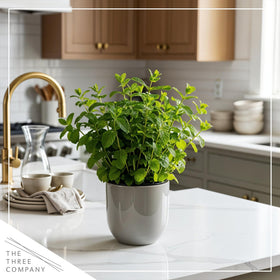 The Three Company mint stems and leaves showing healthy growth and vitality