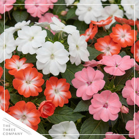 New Guinea Impatiens heart-shaped petals brighten shaded gardens.