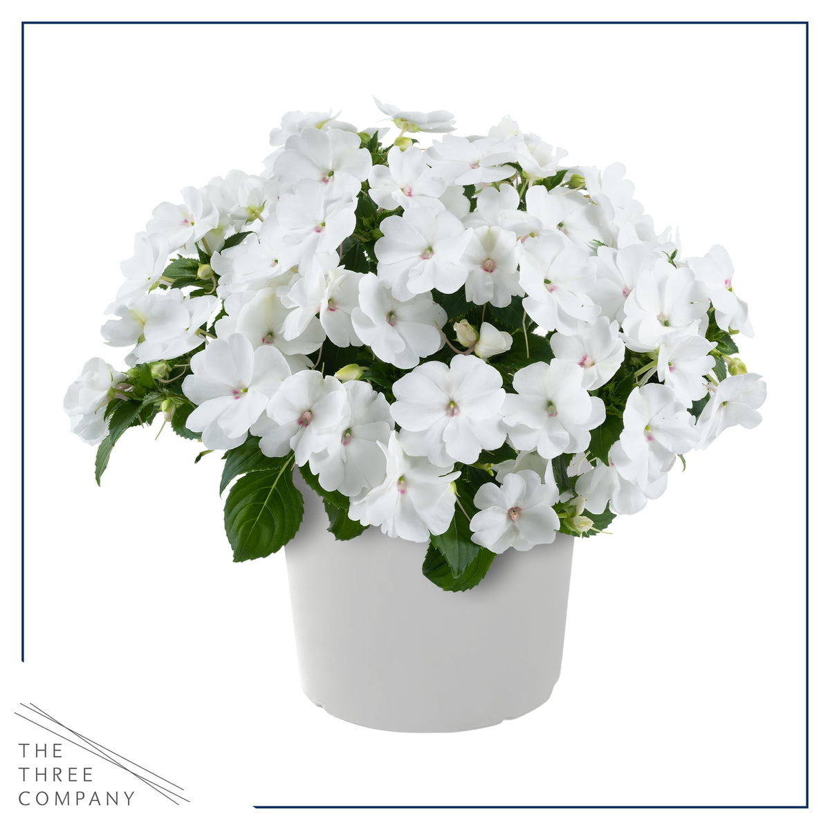 The Three Company New Guinea Impatiens White 3-pack ready for easy garden color
