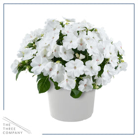 The Three Company New Guinea Impatiens White 3-pack ready for easy garden color
