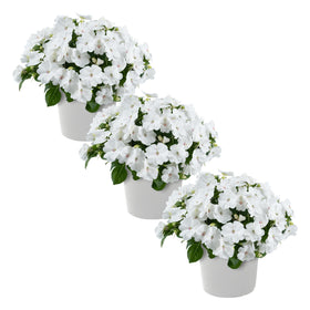 The Three Company New Guinea Impatiens White bloom close-up showing heart-shaped petals for shade color