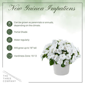 The Three Company New Guinea Impatiens White leaf detail with vibrant foliage
