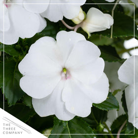 The Three Company New Guinea Impatiens White plant in a 1 Qt pot ready to display
