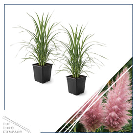 The Three Company pampas grass garden border creates privacy and movement