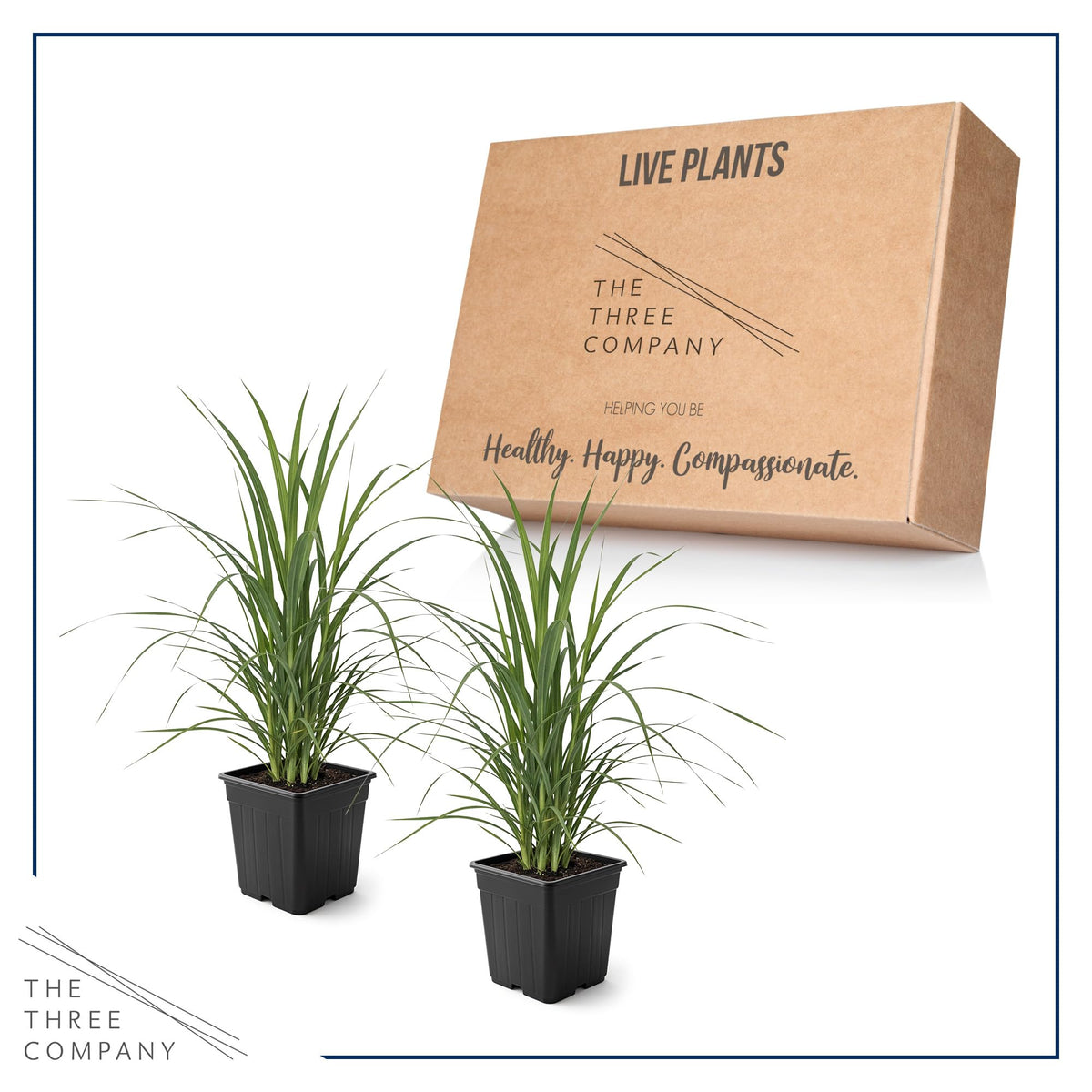 The Three Company pampas grass height creates a dramatic focal point in landscapes