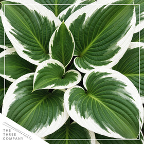 Patriot hosta border group adds crisp white margins in partial shade.