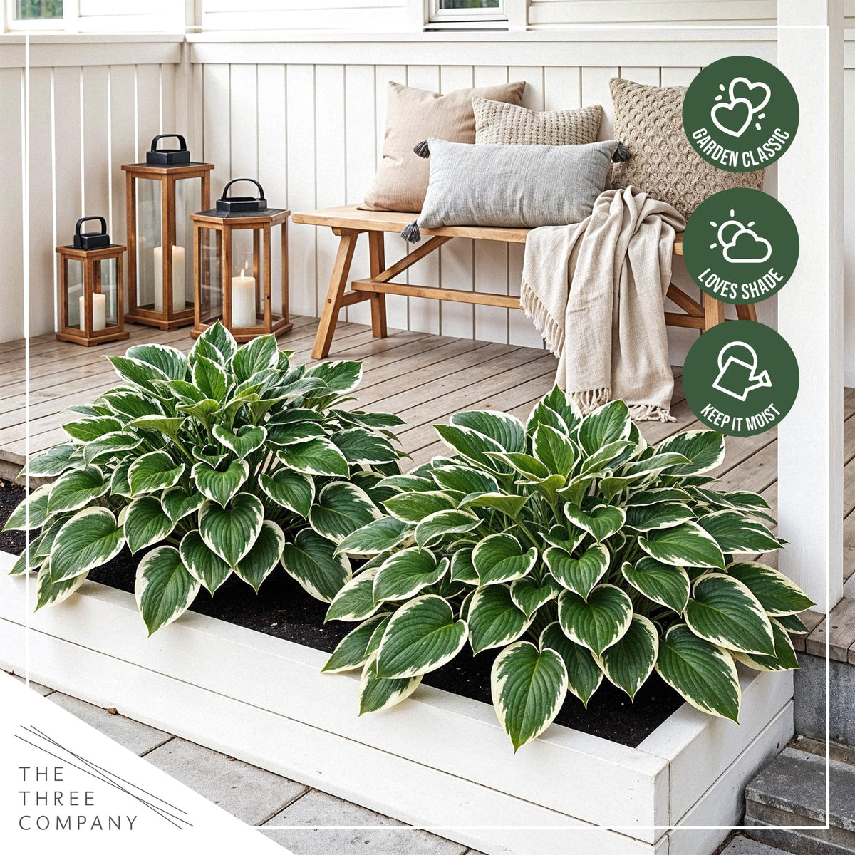 Fresh greenhouse-grown Patriot hostas shipped directly to gardeners.