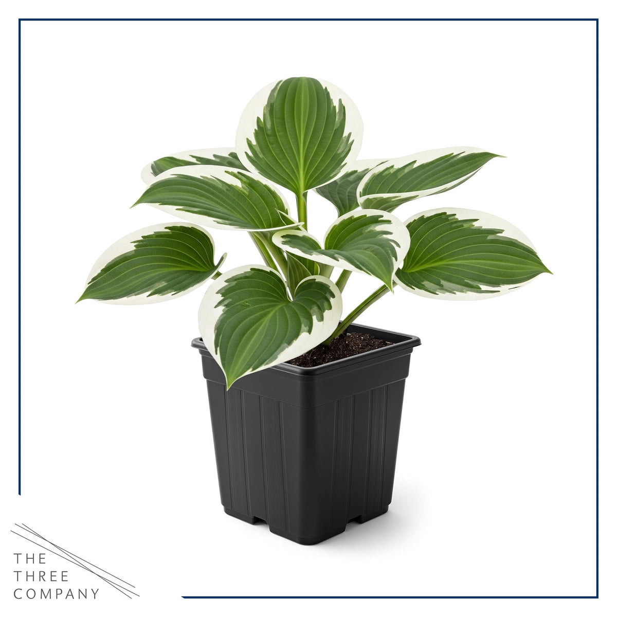 Patriot hosta in a 1-quart pot ready for planting.