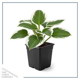Patriot hosta in a 1-quart pot ready for planting.