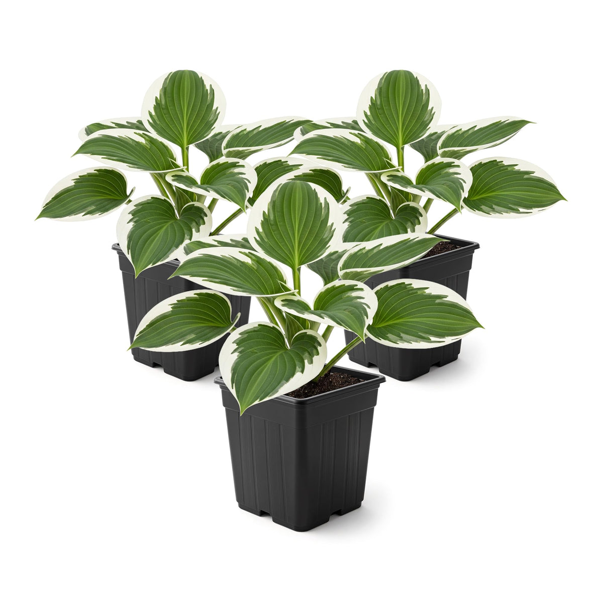 The Three Company Patriot hosta leaves close-up for a dramatic shade accent.