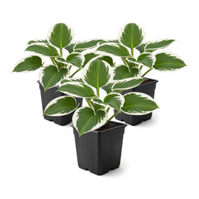 The Three Company Patriot hosta leaves close-up for a dramatic shade accent.