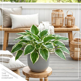 Patriot hosta matures up to 20 inches tall for a focal point.