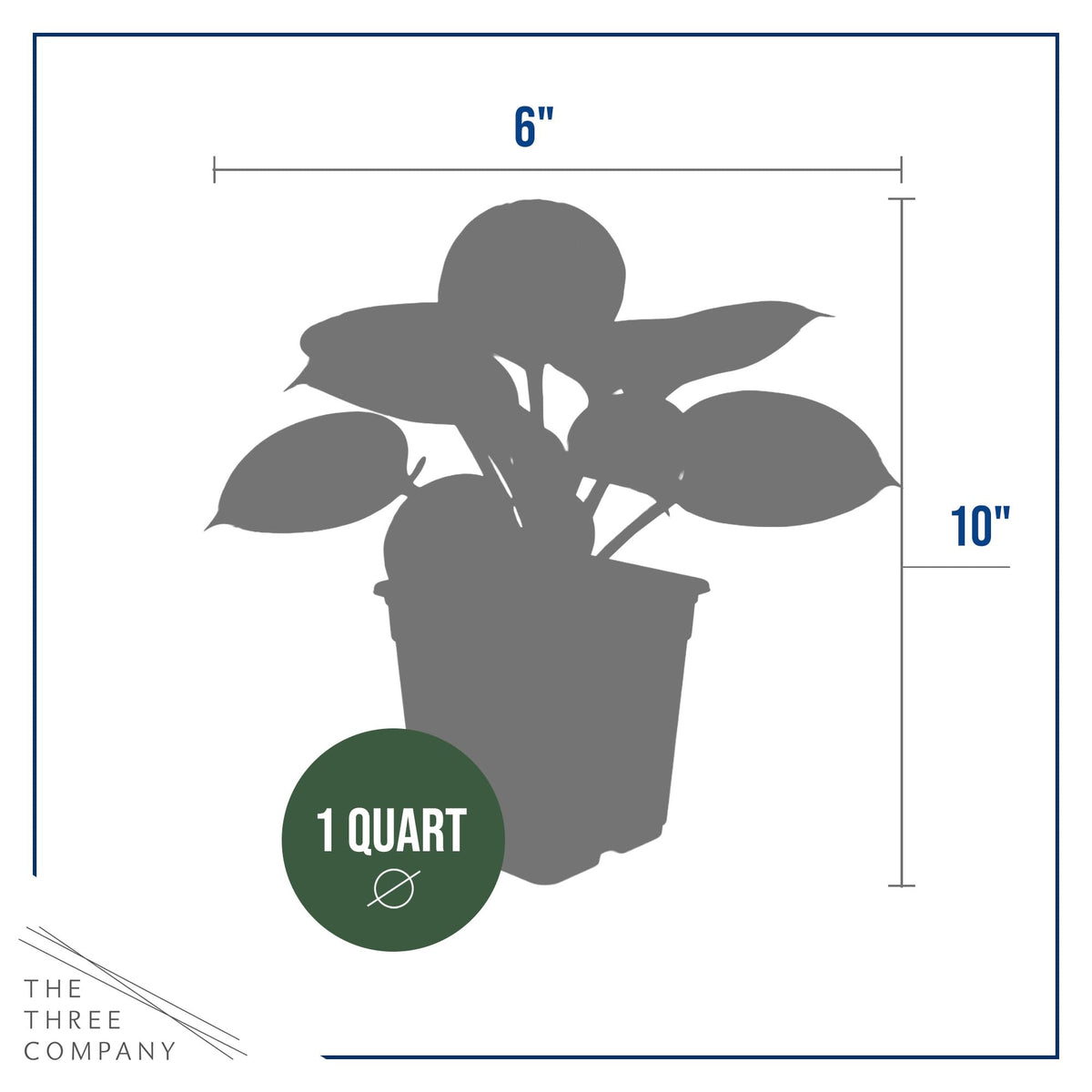 Patriot hosta group planting adds year-round greenery in beds.