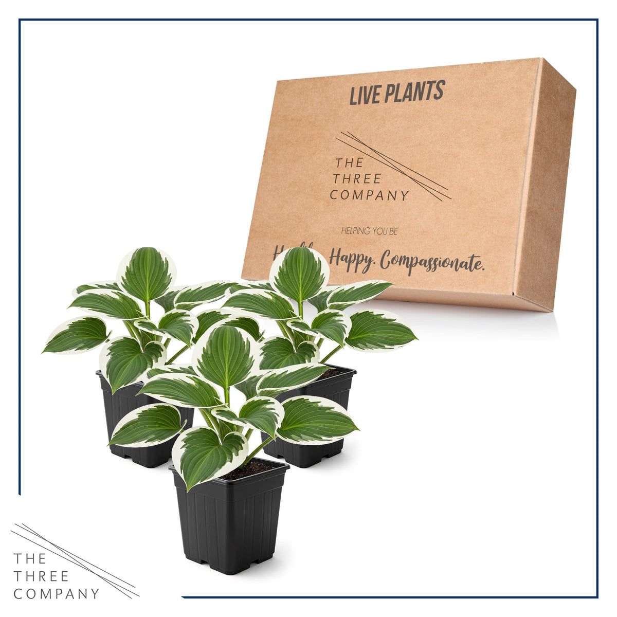 Patriot hosta leaves display creamy spring margins for striking contrast.