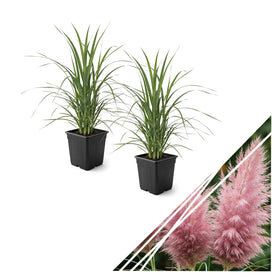 The Three Company pink pampas grass plumes close-up for dramatic garden display