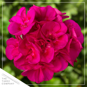 The Three Company pink geraniums thrive in full sun, creating bright outdoor displays.