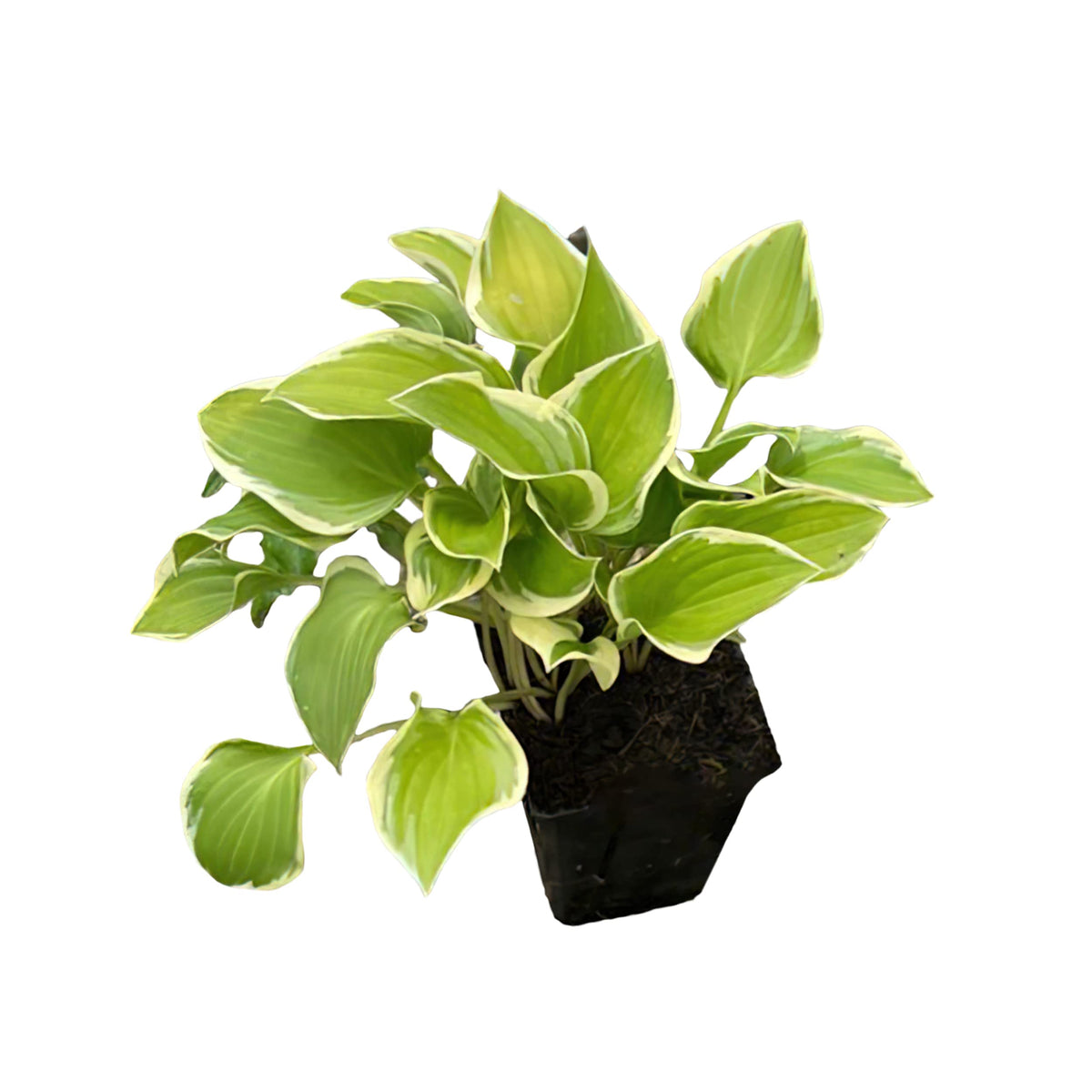 The Three Company hosta is a plantain lily from Eastern Asia.
