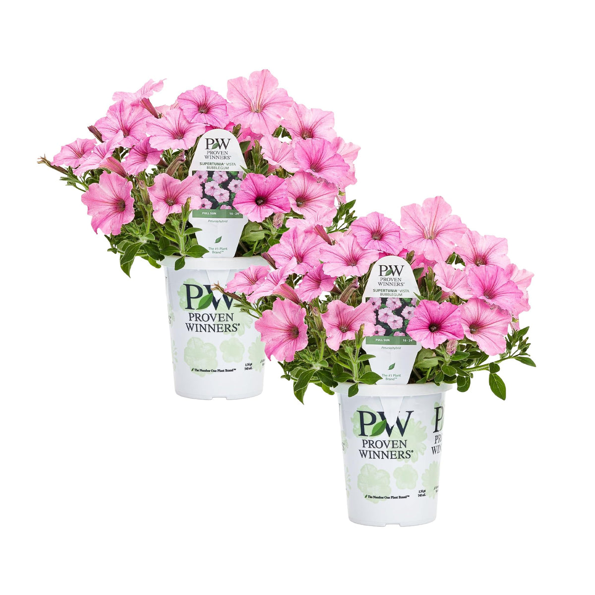 The Three Company Proven Winners Supertunia Vista Bubblegum in a container, vivid color for curb appeal.