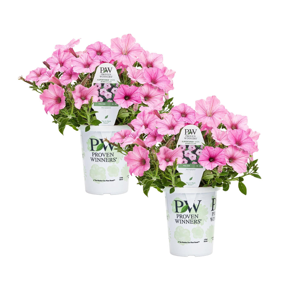 The Three Company Proven Winners Supertunia Vista Bubblegum in a container, vivid color for curb appeal.