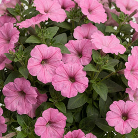 Supertunia Vista Bubblegum hanging basket display with continuous blooms.