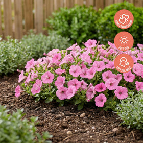 Sun-loving annual ideal for sunny spots and weekly watering routine.