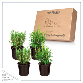 The Three Company rosemary fresh herb ready to trim for cooking