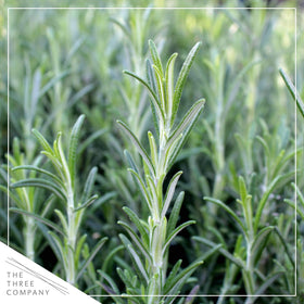 The Three Company rosemary close-up showing fragrant green leaves for cooking