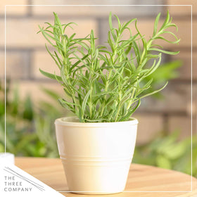 The Three Company rosemary plant showing healthy growth in a greenhouse