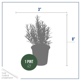 Rosemary plant suitable for indoor or outdoor spaces