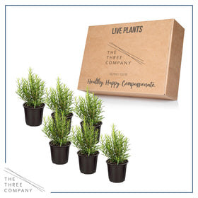 Rosemary leaves fragrance from The Three Company