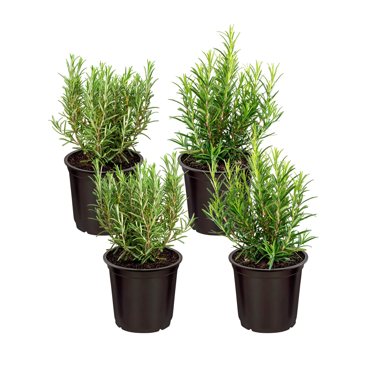 The Three Company rosemary live plant four-pack for easy indoor herb growing