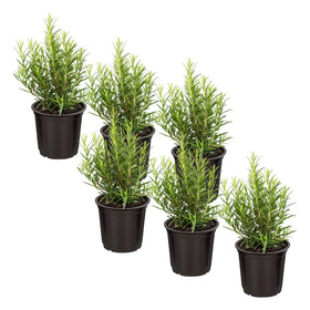 The Three Company Rosemary plant six-pack for fresh kitchen use