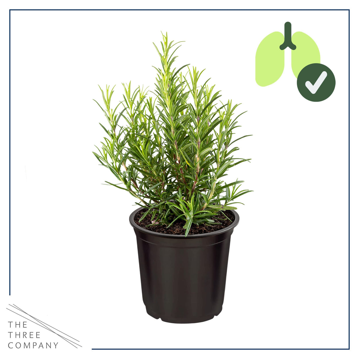 The Three Company rosemary potted plant on a shelf ready for transplanting