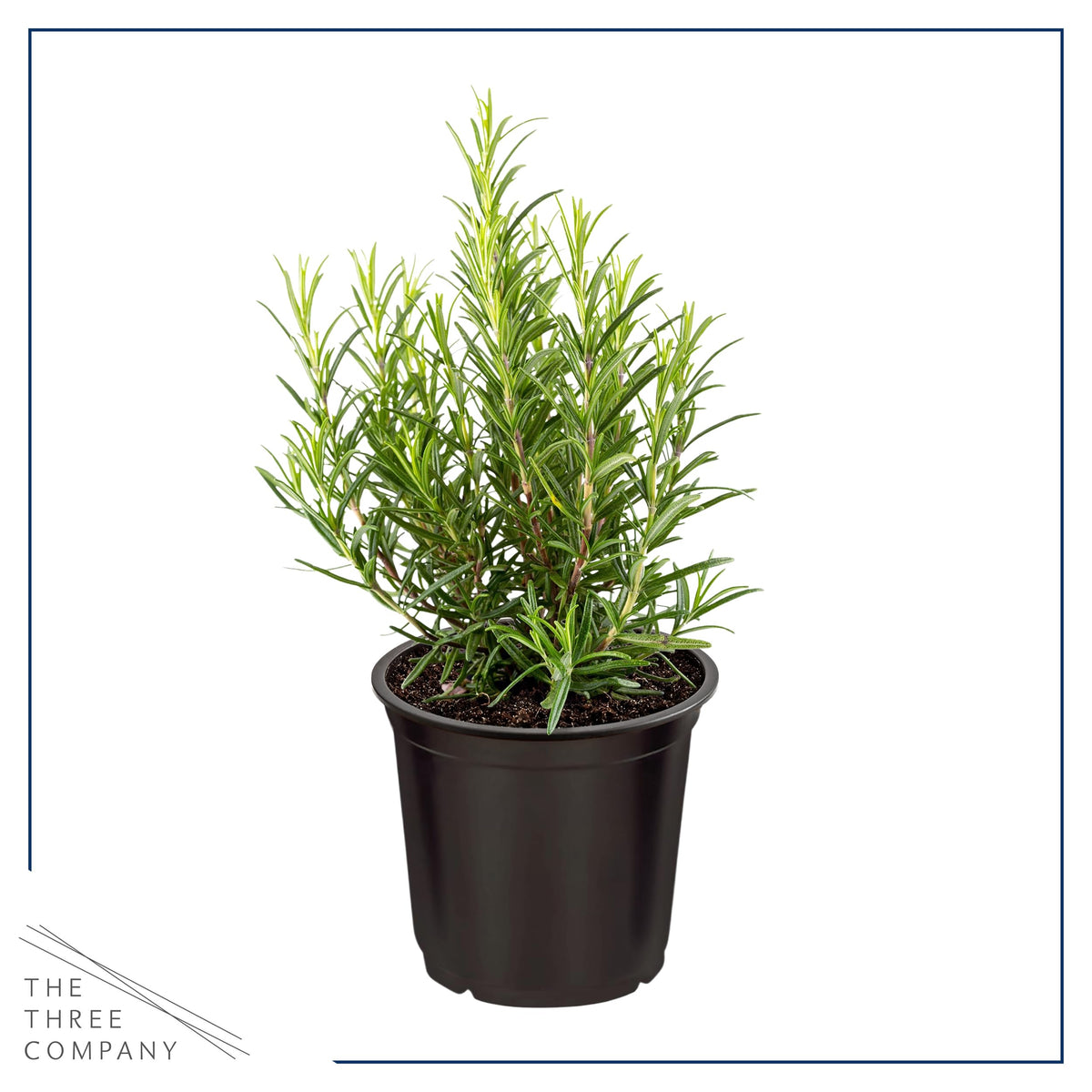 Rosemary starter from The Three Company with growth tips