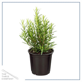 Rosemary starter from The Three Company with growth tips