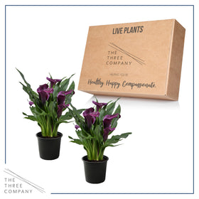 The Three Company spring perennial calla lily with 3 blooms adds color.