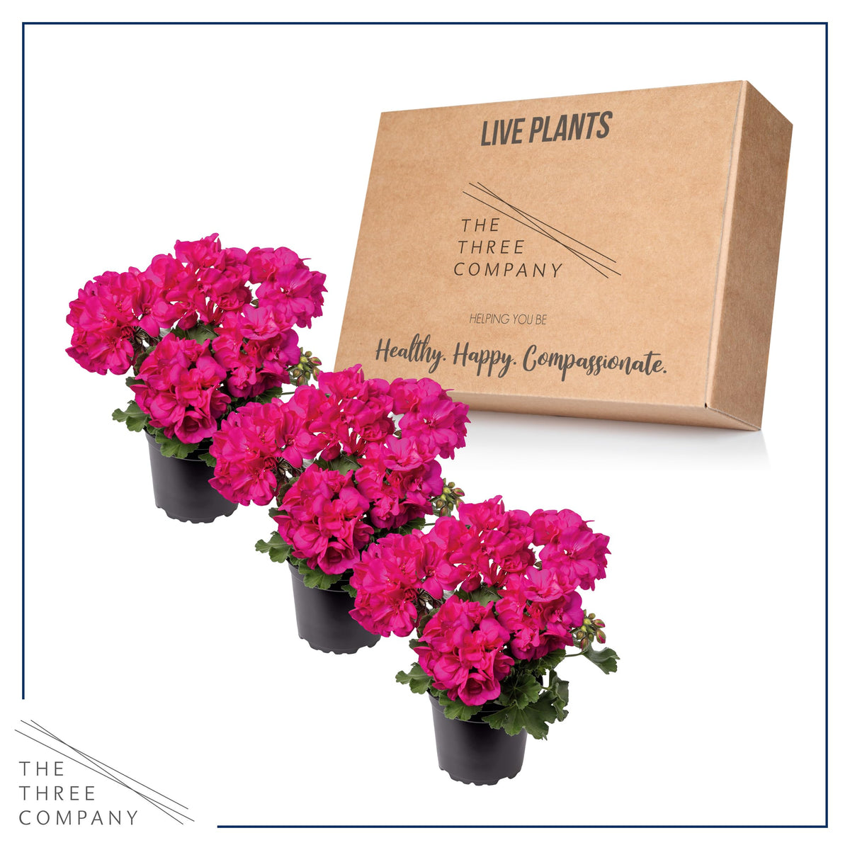 Spring-summer color boost for patios and balconies with pink blooms.