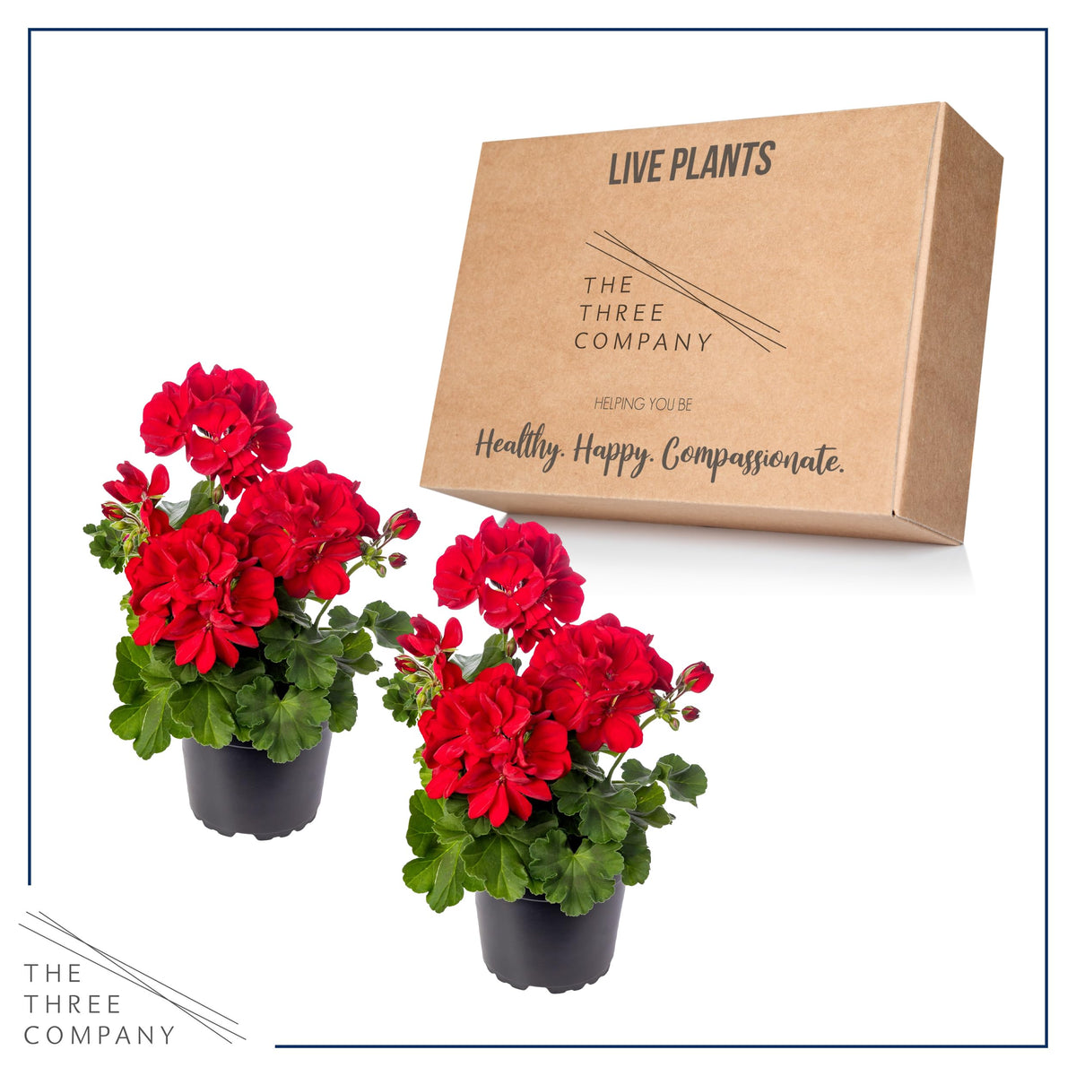 Two The Three Company geraniums per pack for quick color.